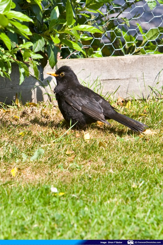 One of our frequent 'flying' visitors to our pitch