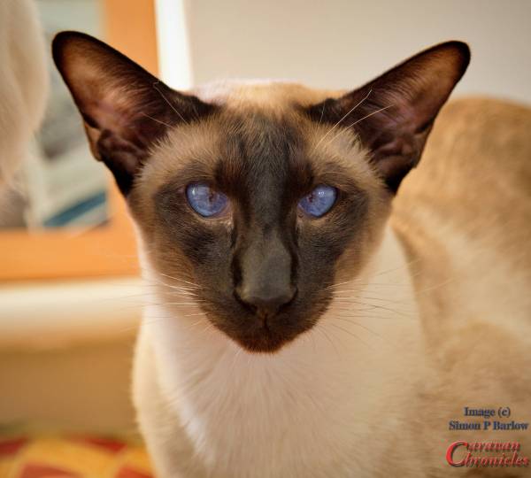 "Oscar" our senior safety cat.